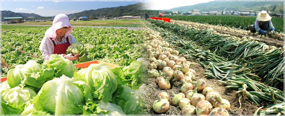 南あわじ市の農業